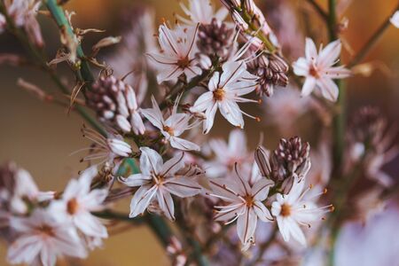 Beautiful wild lily species blossom Asphodelus, star shaped spring early flowers, grows in...