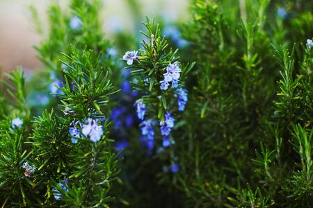 Rosmarin flowers and branches in gardenの写真素材