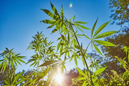 Beautiful still life with copy space of marijuana plant on blue sky backgroundの写真素材