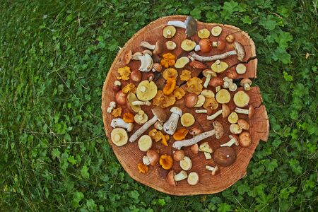 Wooden platter of mixed forest mushrooms mostly suillus, leccinum and chanterelleの写真素材