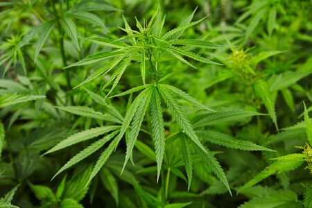 Green fresh marijuana leaves patternの写真素材