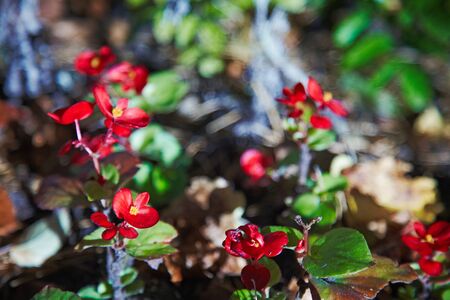 Wild begonia growing outside