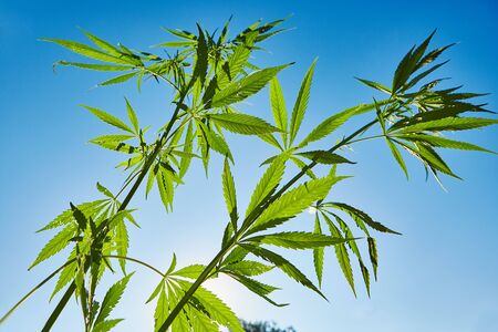 Beautiful still life with copy space of marijuana plant on blue sky backgroundの写真素材
