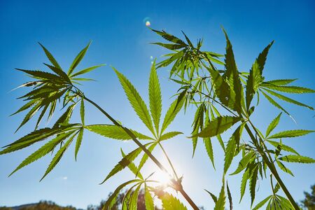 Beautiful still life with copy space of marijuana plant on blue sky backgroundの写真素材