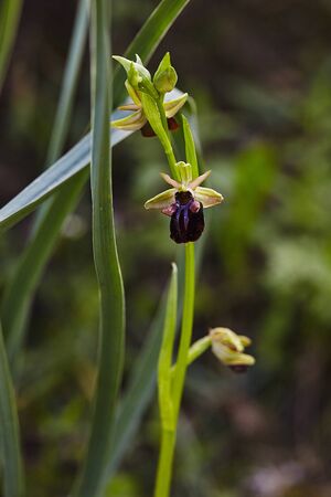 Wild rare bee orchid blooming in mediterranean area at springの写真素材