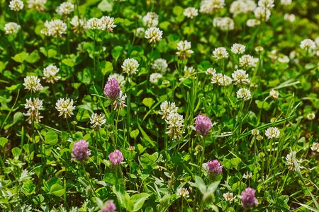 White and pink clover meadow fieldの写真素材