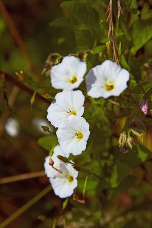 Convolvulus blooming in summer