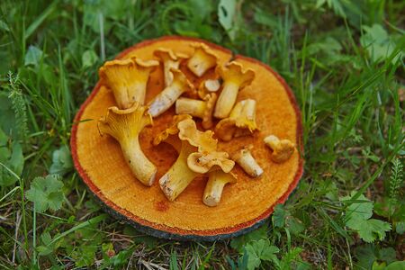 Forest wild chanterelles served on wooden plate in green grass
