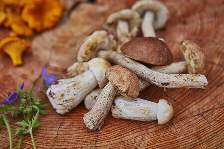 Forest wild chanterelles served on wooden platter with leccinums and boletus