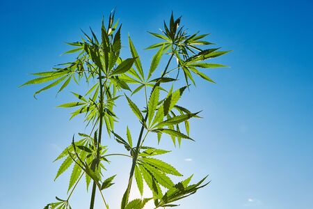 Beautiful still life with copy space of marijuana plant on blue sky backgroundの写真素材