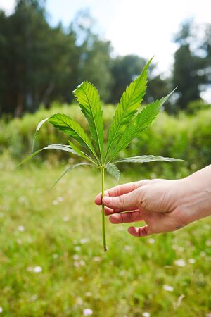 Hands of young person rising marihuana leaves, freedom conceptの写真素材