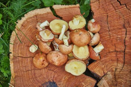 stack of fresh beautiful suillus muchrooms picked from forest