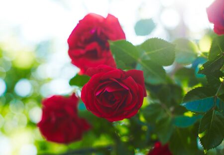 Small roses in garden