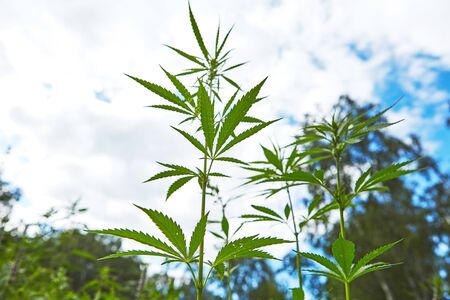 Young leaves of marijuana on sky backgroundの写真素材