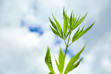 Young leaves of marijuana on sky backgroundの写真素材