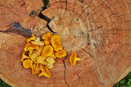 Forest wild chanterelles served on wooden plate in green grassの写真素材