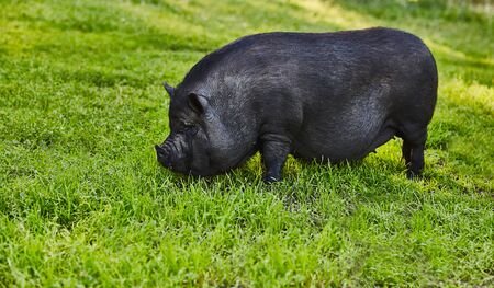 Cute fat pot-bellied pigs on free meadow of private farm
