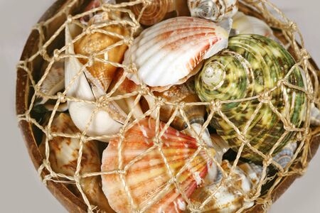Sea shells set present in souvenir shop