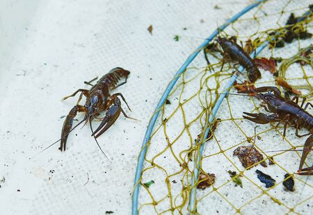 Process of cacthing  crawfish  and tackle in sweet water mountain lakeの写真素材