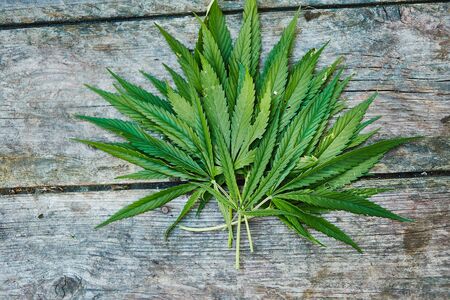 Leaf of marijuana on wooden texture with copy spaceの写真素材