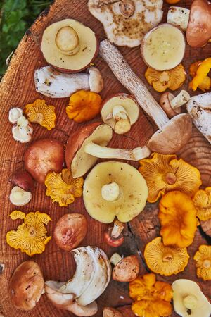 Wooden platter of mixed forest mushrooms mostly suillus, leccinum and chanterelleの写真素材