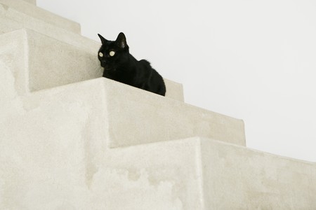 Black cat on stairsの写真素材