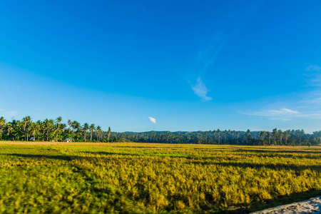 green grass on the roadside under the clear blue skiesの写真素材