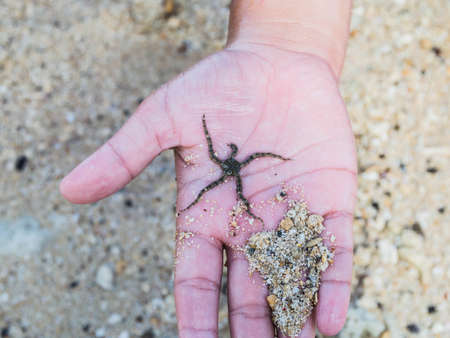 Baby starfish held in the handの写真素材