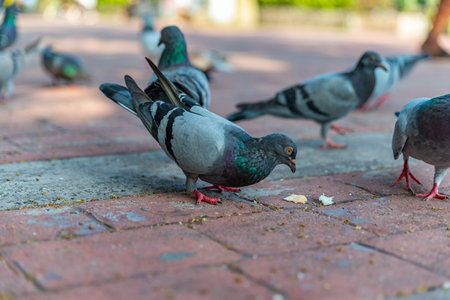 Pigeons feeding on bread crumbs thrown at them at the Rizal Park in the Philippinesの写真素材