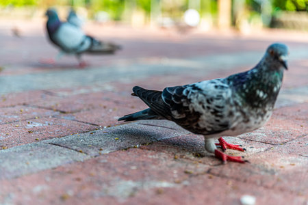 Pigeons feeding on bread crumbs thrown at them at the Rizal Park in the Philippinesの写真素材