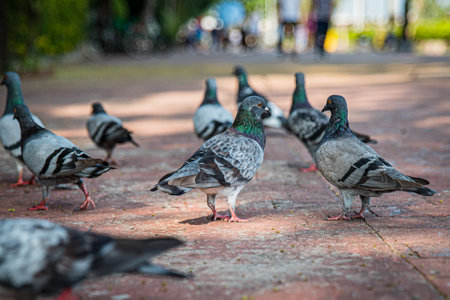 Pigeons feeding on bread crumbs thrown at them at the Rizal Park in the Philippinesの写真素材