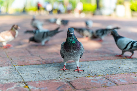Pigeons feeding on bread crumbs thrown at them at the Rizal Park in the Philippinesの写真素材