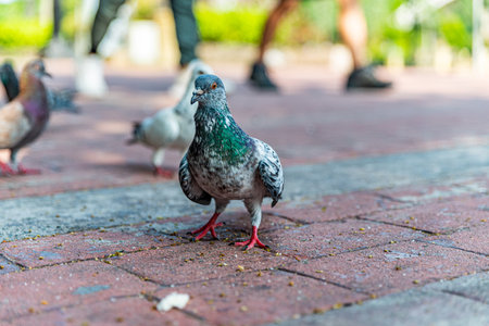 Pigeons feeding on bread crumbs thrown at them at the Rizal Park in the Philippinesの写真素材