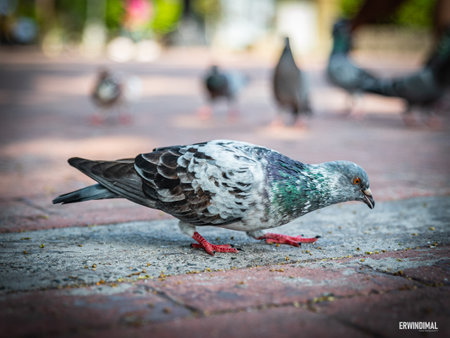 Pigeon on the ground with pigeons in the background.の写真素材