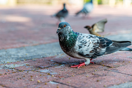 Pigeons in the park on the ground. Selective focus.の写真素材