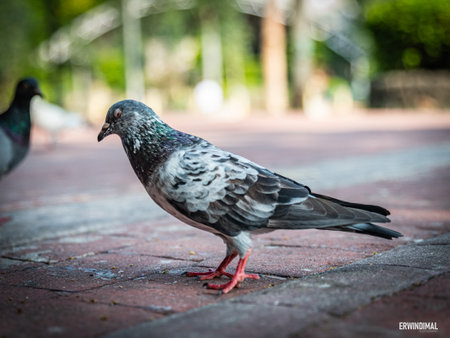 Pigeon walking on the ground in the park. Selective focus.の写真素材