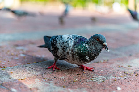 Pigeon on the ground in the park. Selective focus.の写真素材