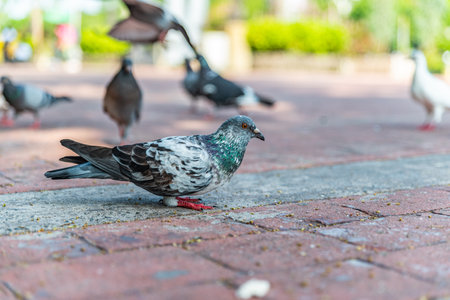 Pigeon on the ground in the city park. Selective focus.の写真素材