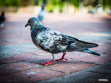 Pigeon in the city. Close-up. Selective focus.の写真素材
