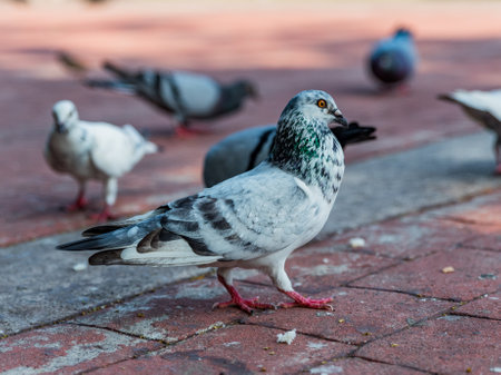 Pigeons on the ground in the park. Selective focus.の写真素材