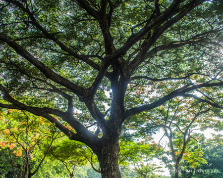 Rizal Park, Manila, Philippines July 2, 2014: Giant tree at the Rizal Park along Taft Ave., Manila, Philippinesのeditorial素材