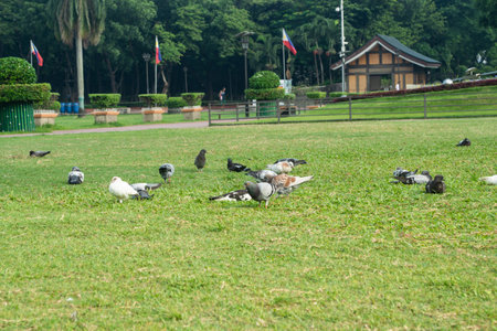 Rizal Park, Manila, Philippines July 2, 2014: Pigeons feeding on the grass at the Rizal Park in Manila, Philippinesのeditorial素材