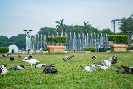 Rizal Park, Manila, Philippines July 2, 2014: Pigeons feeding on the grass with the water fountain at the background at the Rizal Park in Manila, Philippinesのeditorial素材