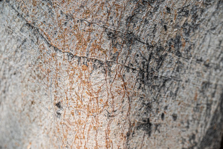 Tree bark texture background. Close-up of coconut tree bark texture.の写真素材