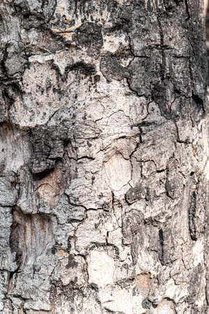 Tree bark texture background. Tree bark texture background. Tree bark texture background.の写真素材