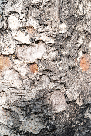 Bark of tree texture background. Tree bark texture. Tree bark backgroundの写真素材