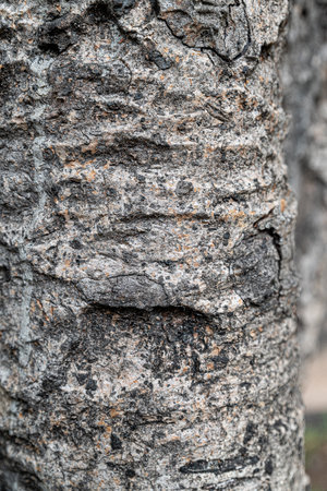 Tree bark texture background. Tree bark texture background. Tree bark texture backgroundの写真素材