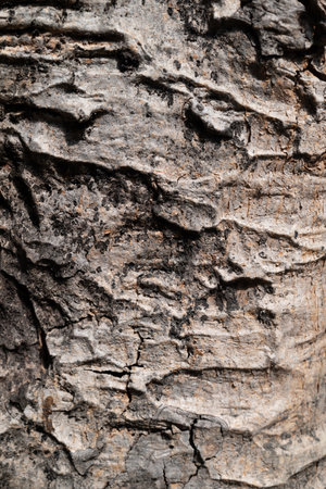Tree bark texture background. Tree bark texture background. Tree bark texture backgroundの写真素材