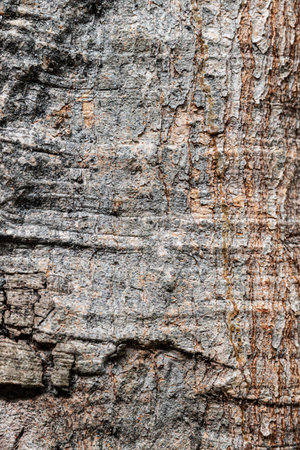 Bark of tree texture background. Tree bark texture background. Tree bark textureの写真素材