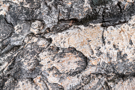 Tree bark texture background. Tree bark texture background. Tree bark texture background.の写真素材